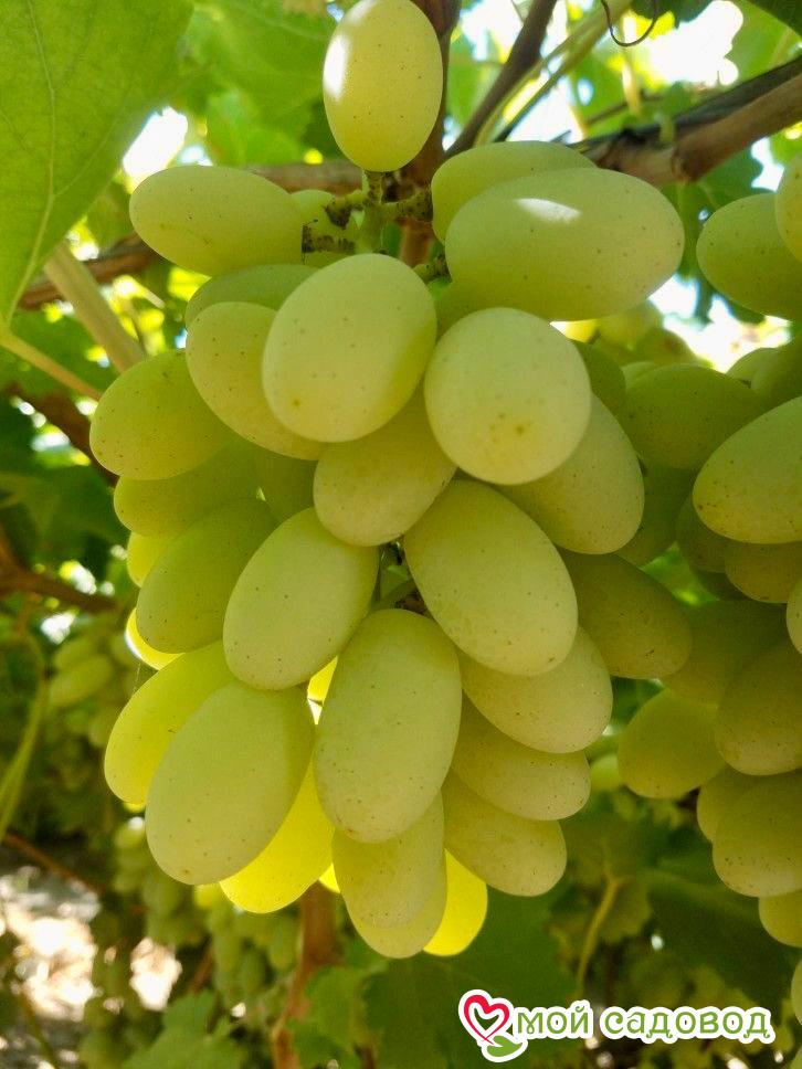 Виноград Столетие