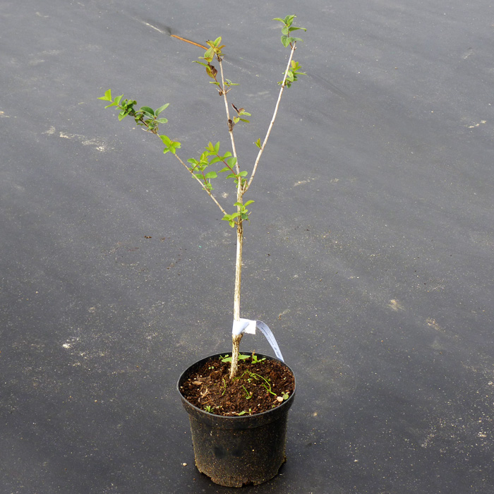 Жимолости Индиго Джем