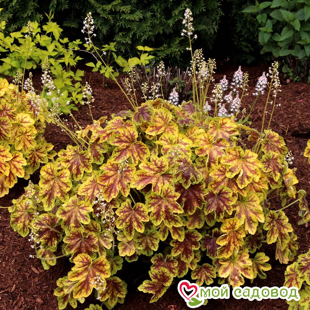 Радуга-Дуга в интернет-магазине Wildberries