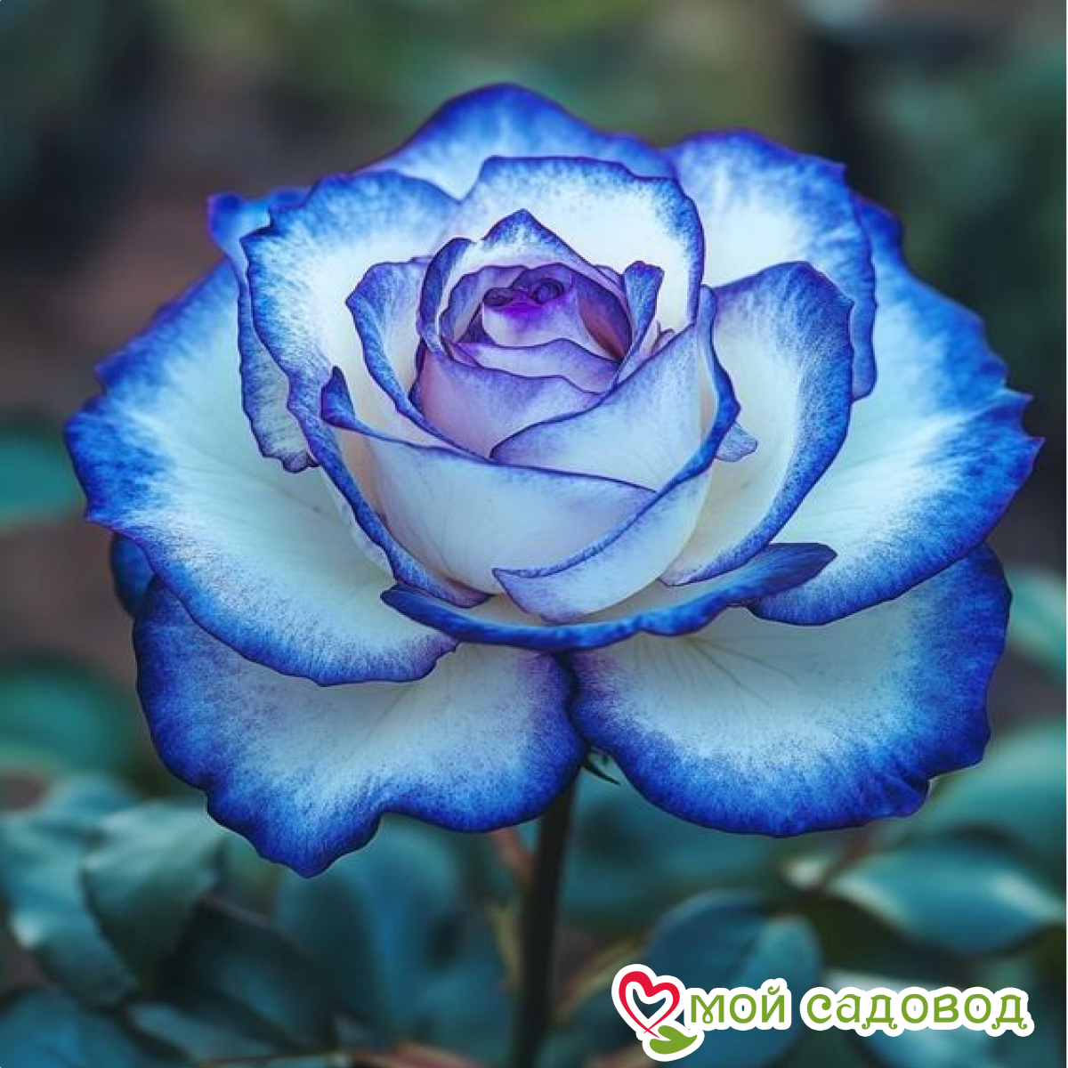 Роза Пэтолз Хоуп