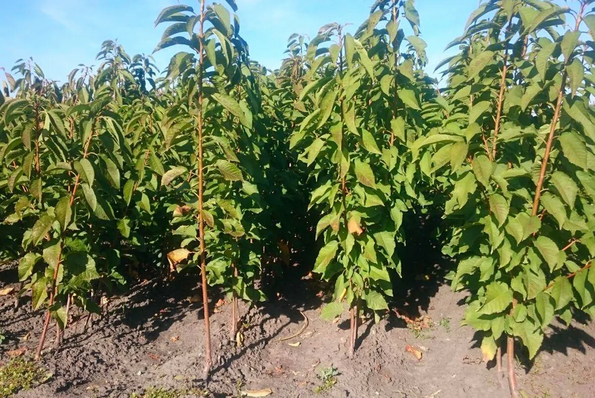 Черешня Валерий Чкалов